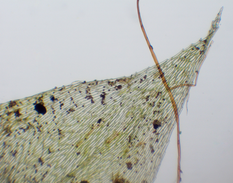 Brachythecium curtum